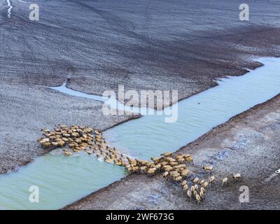 Elk in the Yellow Sea Wetland Protection Area of Yancheng, Jiangsu Province Stock Photo