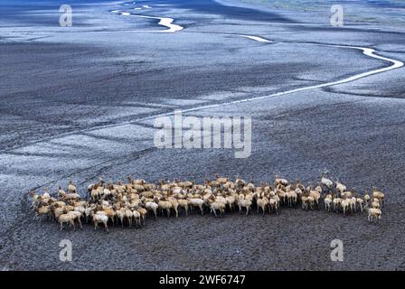 Elk in the Yellow Sea Wetland Protection Area of Yancheng, Jiangsu Province Stock Photo