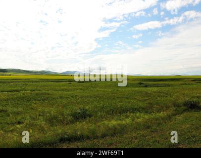 Endless steppe with tall grass and rapeseed flowering field at the foot of the hills on a cloudy summer day. Khakassia, Siberia, Russia. Stock Photo