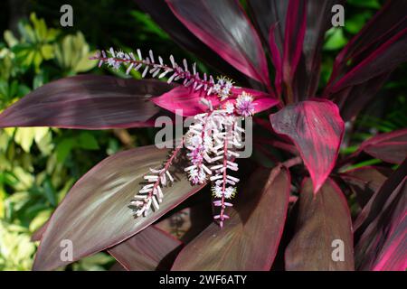 Ti Plant (Cordyline 'Florica') blooming. Pink tropical plant. Good Luck Plant Stock Photo