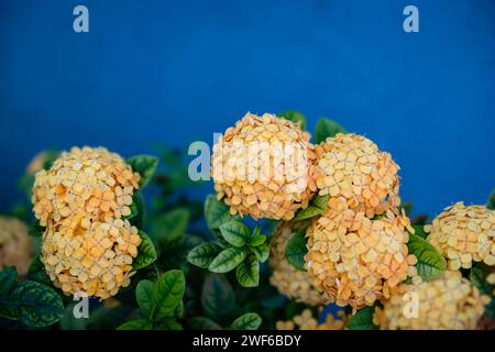 Orange ixora coccinea jungle flame tropical decorative flower plant blue wall background vibrant colors Stock Photo