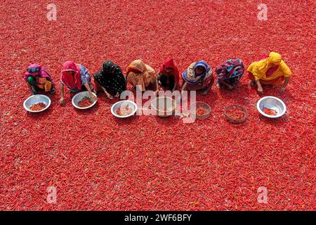 Bogura, Dhaka, Bangladesh. 28th Jan, 2024. Workers sort through millions of chilli peppers which create a sea of red covering acres of land in Bogura, Bangladesh. They sort the rotten and broken chilli peppers out to separate the poor quality ones which won't sell. In a line, the pickers ''“ who are paid less than Â£3 for a 9-hour shift ''“ slowly move forward with their baskets to separate the bad from the good after the chilies have been dried in the sun for a week. There are around a staggering 1 million chillies surrounding the workers who sort them one by one. The dried & sorted chillie Stock Photo