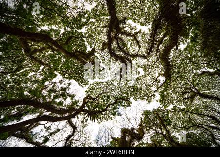 Amazing Bottom view of Giant trees with Huge trunks and Branches at De Djawatan, Benculuk, Banyuwangi,East Java, Indonesia Stock Photo