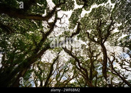 Amazing Bottom view of Giant trees with Huge trunks and Branches at De Djawatan, Benculuk, Banyuwangi,East Java, Indonesia Stock Photo