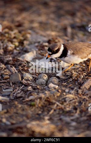 semipalmated plover, Charadrius wilsonia, female with eggs on nest, 1002 coastal plain of the Arctic National Wildlife Refuge, Alaska Stock Photo