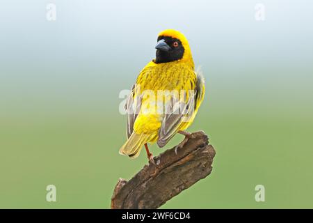 A male southern masked weaver (Ploceus velatus) perched on a branch, South Africa Stock Photo