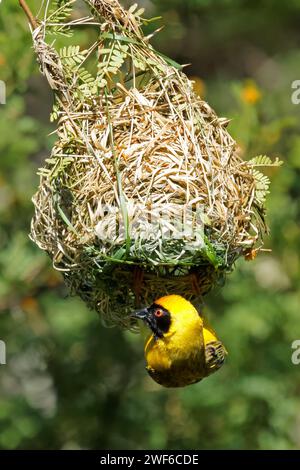 A male southern masked weaver (Ploceus velatus) hanging from its nest, South Africa Stock Photo