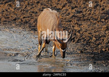 A male Nyala antelope (Tragelaphus angasii) drinking water, Kruger National Park, South Africa Stock Photo