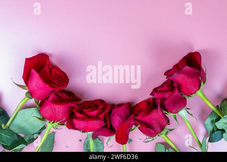 Red roses on a pink background Stock Photo