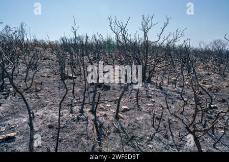 Scorched earth and blackened tree trunks caused by a large bush fire ...