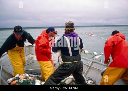 commercial fishing crew pulls in a set net with Kenai sockeye salmon, Oncorhynchus nerka, Coho beach, Cook Inlet, southcentral Alaska Stock Photo
