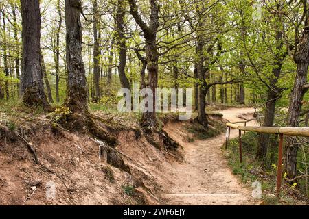 Walking path with green trees on Rotenfels on a spring day in Rhineland Palatinate, Germany. Stock Photo