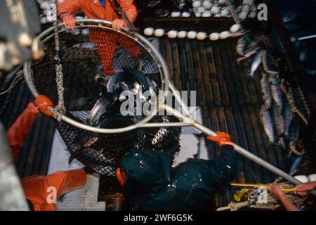 commercial fishing for chum salmon, Oncorhynchus keta, in southeast Alaska, seiner Stock Photo