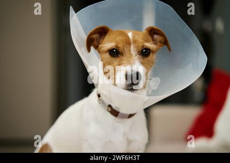 Dog depressed best sale with cone