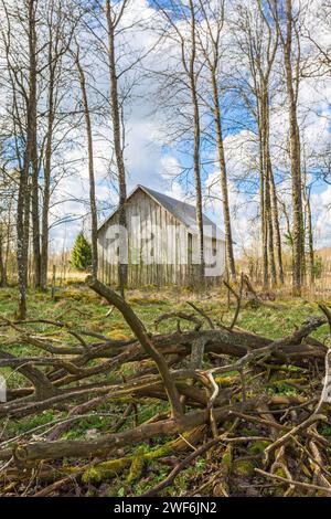 Branches on the ground on a wooden shed Stock Photo