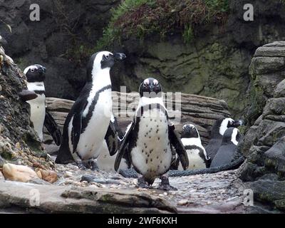 New York, New York, USA. 28th Jan, 2024. African Penguins entertain at the Wildlife Conservation Society New York Aquarium in Coney Island Brooklyn. (Credit Image: © Bruce Cotler/ZUMA Press Wire) EDITORIAL USAGE ONLY! Not for Commercial USAGE! Stock Photo