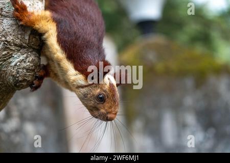 Malabar giant squirrel in Waynad wild life Stock Photo