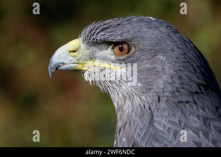 A close up profile portrait of a chilean blue buzzard eagle. Showing a side view of the head only. Space for text around the subject Stock Photo