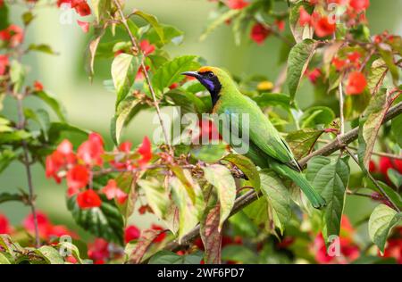 Golden-fronted leafbird (Chloropsis Aurifrons) perched on A flowering tree in a forest background. Stock Photo