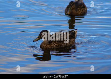 Swimming Duck in New Zealand Stock Photo