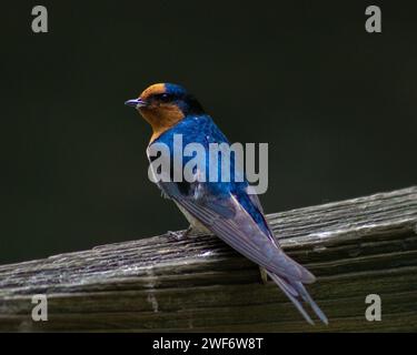 Beautiful Blue Bird in New Zealand Stock Photo
