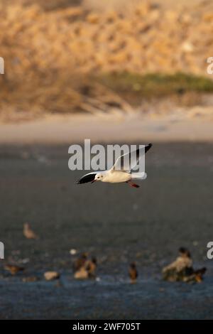 A seagull in flight over water near a beach Stock Photo