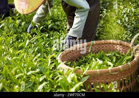 Image of a farmer harvesting tea buds by hand, next to a bamboo basket. Green tea garden in the sun. Vietnamese traditional drinks. Stock Photo