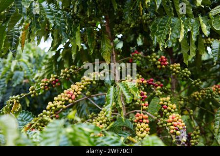 Close-up of coffee trees laden with fruit in the garden, which is the main source of income for farmers in mountainous regions and the Central Highlan Stock Photo
