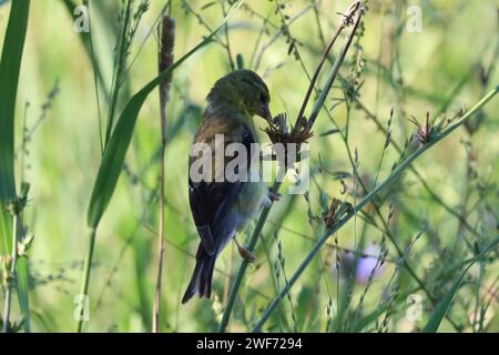 An American Goldfinch feeding on thistle seeds in the shade at Tommy Thompson Park in Toronto, Ontario. Stock Photo