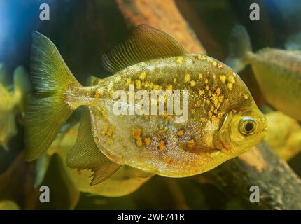 Close-up view of a Redhook myleus (Myloplus rubripinnis) Stock Photo