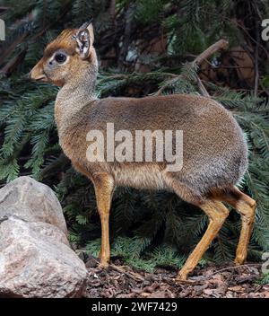 Total view of a Kirk's dik-dik (Madoqua kirkii) Stock Photo