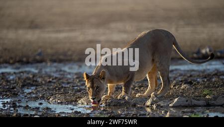 Lion (Panthera leo) Kgalagadi Transfrontier Park, South Africa Stock Photo