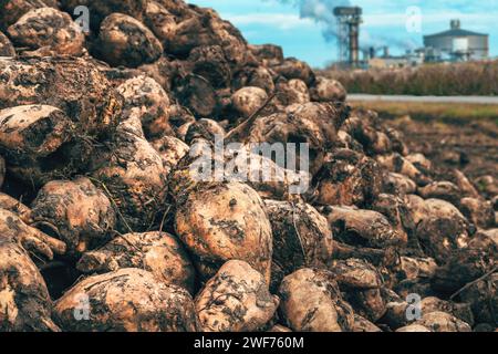 Pile of harvested sugar beet root crops and processing plant in background, selective focus Stock Photo
