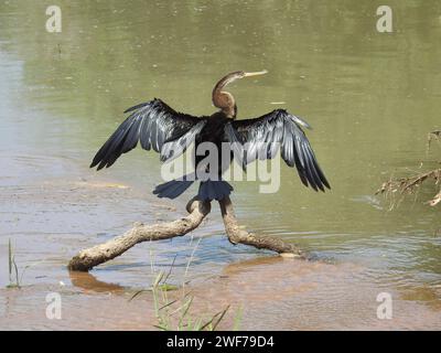A comorant sits drying its feathers in the sun in Yala National Park in Sri Lanka. Stock Photo