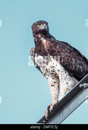 African Hawk Eagle Namibia Stock Photo