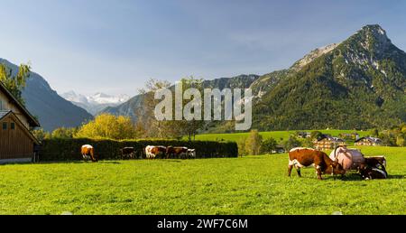 Blick zum Dachstein, Kühe auf Weide, Bad Aussee, Salzkammergut, Steiermark, Österreich *** View to the Dachstein, cows on pasture, Bad Aussee, Salzkam Stock Photo