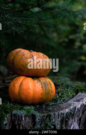 Two small orange pumpkins stand on top of each other on a stump in the forest Stock Photo