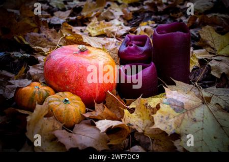 Three ripe pumpkins and three burgundy candles among jelly fallen maple leaves Stock Photo