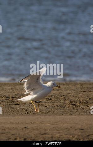 A seagull walking on sandy beach near water Stock Photo