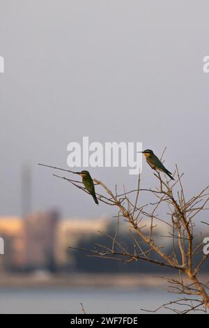 The two European bee-eaters sitting on a barren tree Stock Photo