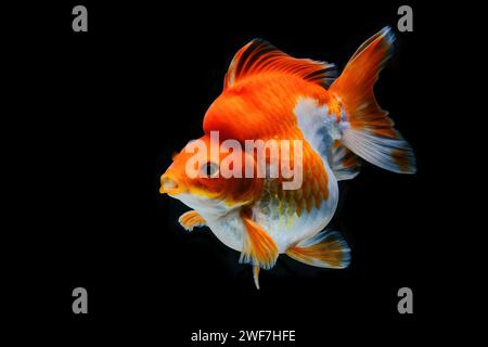 Red & White Ryukin Goldfish (Carassius auratus) Stock Photo