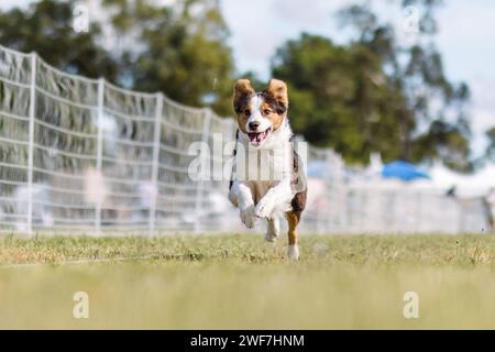 Miniature American Shepherd Aussie running lure course dog sport Stock Photo