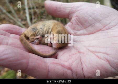 Male Hazel Dormouse (Muscardinus avellanarius) held in wrinkled hand by a licenced Dormouse monitoring volunteer, Herefordshire England UK. November 2 Stock Photo