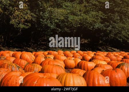 A large group of pumpkins in a field Stock Photo