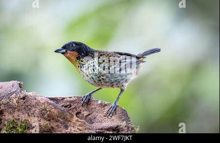 A closeup of a rufous-throated tanager (Ixothraupis rufigula) perched on branch Stock Photo