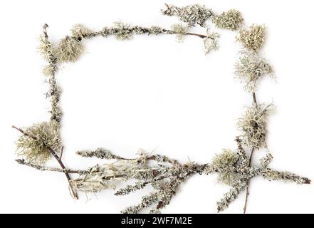 White empty background with frame made with lichen. Flat lay view with copy space. Stock Photo
