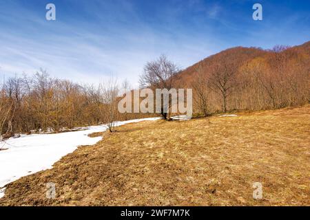 nature landscape with leafless trees on the hill with weathered grass and snow. early spring in carpathian mountains on a sunny day Stock Photo