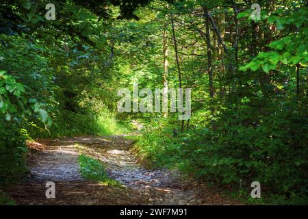 adventure in natural forest. nature scenery with trail path through wild scenery of carpathian woodland in summer Stock Photo