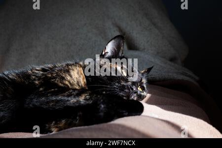 Young female tortoiseshell cat lying on the bed in a sunny bright room. Stock Photo