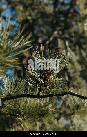 Fluffy branches with cones of green pine tree. Close-up. Selective focus. Stock Photo